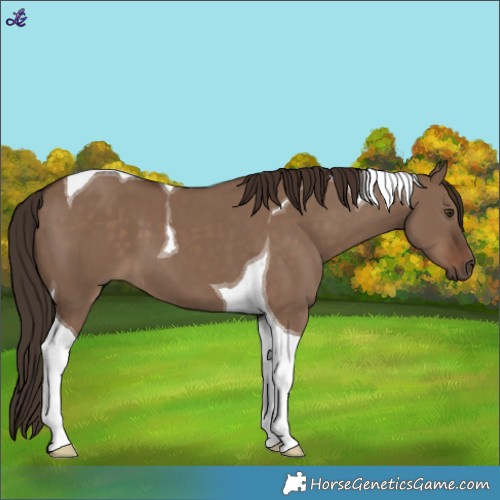 Horse Color:Liver Red Dun Tobiano 