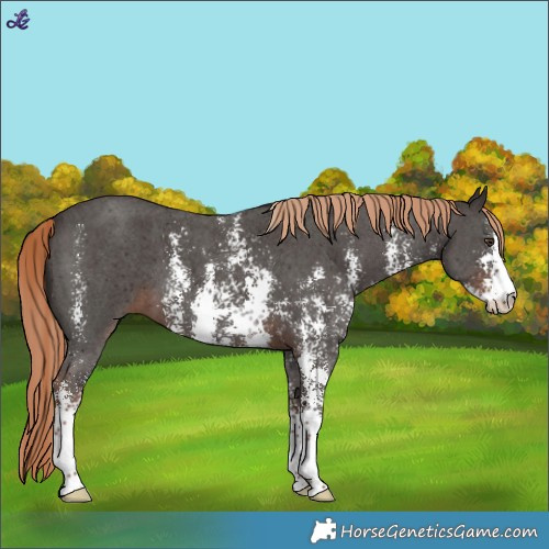 Horse Color:Liver Chestnut Sabino 
