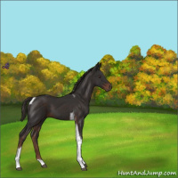 Horse Color:Liver Chestnut Tobiano 