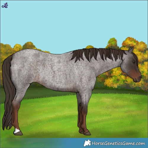 Horse Color:Liver Red Roan Rabicano 