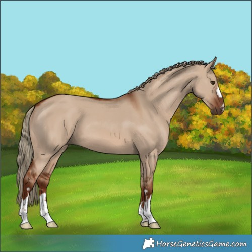 Horse Color:Red Dun 