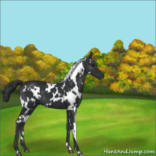 Horse Color:White Spotted Black 