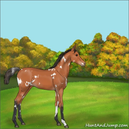 Horse Color:White Spotted Bay 