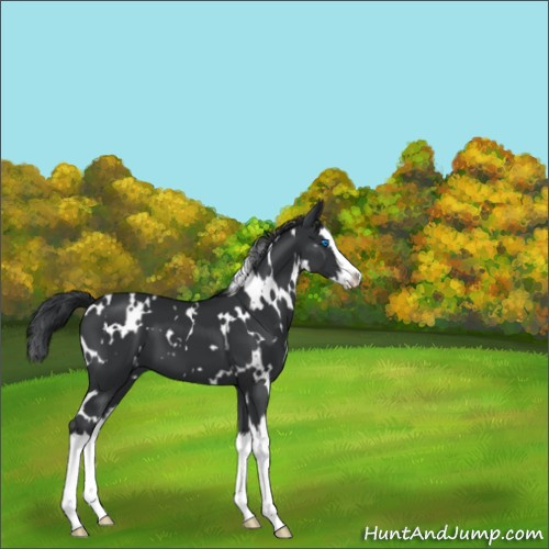Horse Color:White Spotted Black Splash 