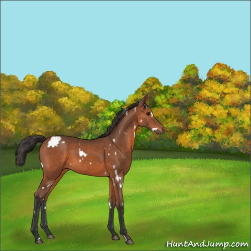 Horse Color:White Spotted Bay 