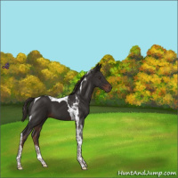 Horse Color:Liver Chestnut Tobiano 