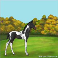Horse Color:Liver Chestnut Tobiano 