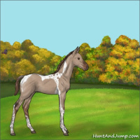 Horse Color:Liver Red Dun Tobiano 