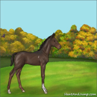 Horse Color:Liver Chestnut Tobiano 
