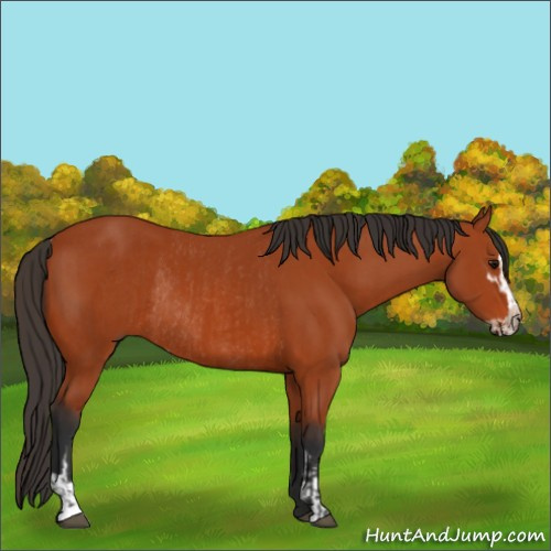 Horse Color:Bay Sabino Rabicano  and Bay Sabino Rabicano 