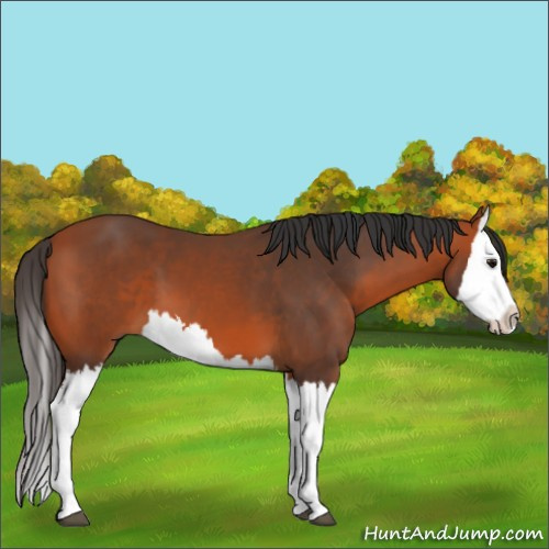 Horse Color:Bay Splash 