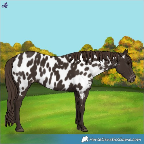 Horse Color:Liver Chestnut Appaloosa 
