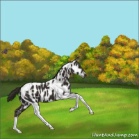 Horse Color:Liver Chestnut Tobiano Appaloosa