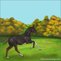 Horse Color:Liver Chestnut Tobiano