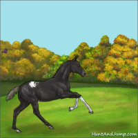 Horse Color:Liver Chestnut Tobiano Appaloosa