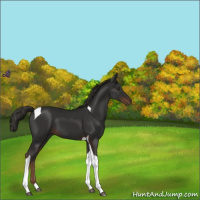 Horse Color:Liver Chestnut Tobiano 