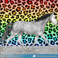 Horse Color:Blue Roan Sabino Splash Varnish 
