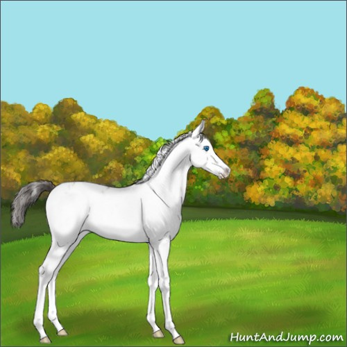Horse Color:Bay Sabino Splash Rabicano 