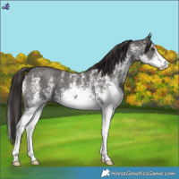 Horse Color:White Spotted Liver Chestnut 
