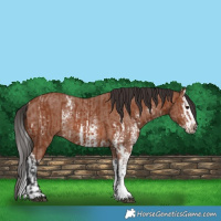 Horse Color:Bay Sabino Rabicano and Bay Sabino Splash Rabicano