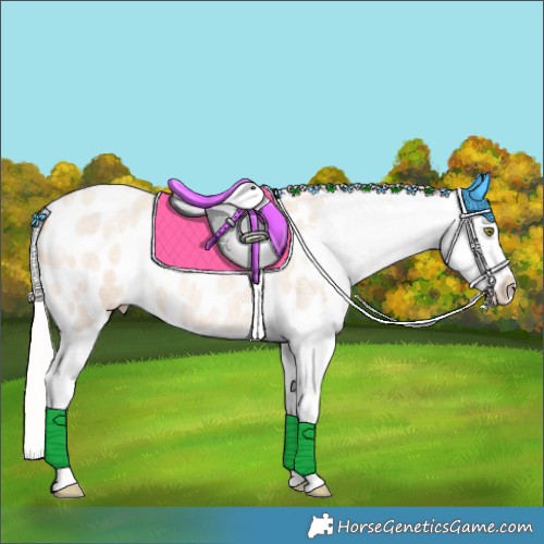 Horse Color:Silver Amber Champagne Roan Dun Blanket Rabicano 