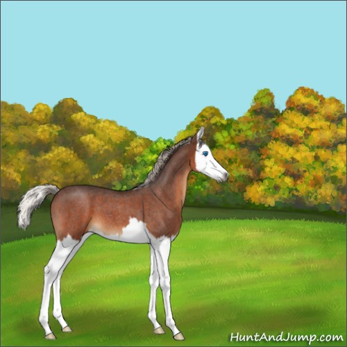 Horse Color:Gray Silver Bay Roan Splash