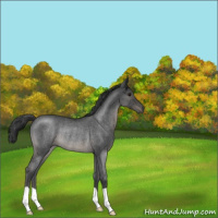 Horse Color:Blue Roan Rabicano 