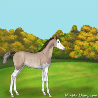 Horse Color:Classic Champagne Roan Splash Rabicano