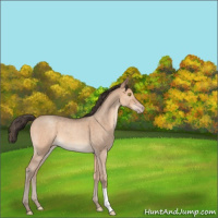 Horse Color:Amber Champagne Roan 