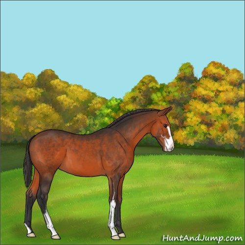 Horse Color:Bay Sabino 