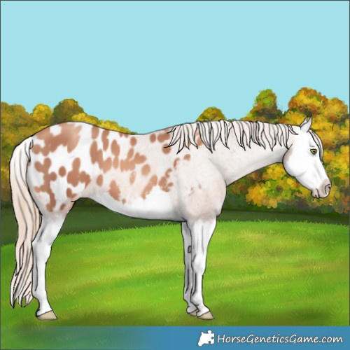 Horse Color:Gold Champagne Splash Appaloosa 