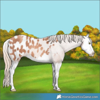 Horse Color:Gold Champagne Splash Appaloosa 