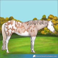 Horse Color:Gold Champagne Splash Appaloosa 