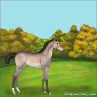 Horse Color:Bay Roan 