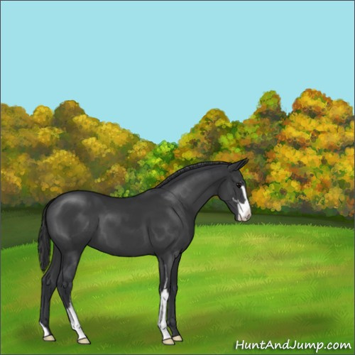 Horse Color:Black Sabino 