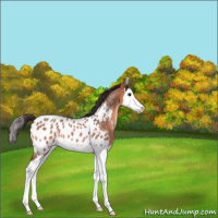 Horse Color:Bay Roan Sabino Splash Appaloosa 