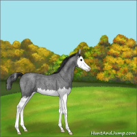 Horse Color:Blue Roan Splash 