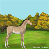 Horse Color:Classic Cream Champagne Roan 