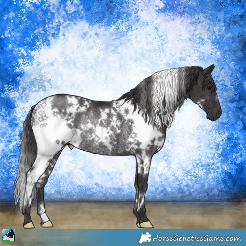 Horse Color:White Spotted Smoky Black Rabicano 