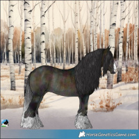 Horse Color:Midnight Buckskin Ice Onyx Rabicano 