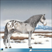Horse Color:White Spotted Blue Onyx Appaloosa