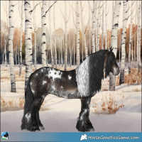Horse Color:White Spotted Brown Ice Rabicano 