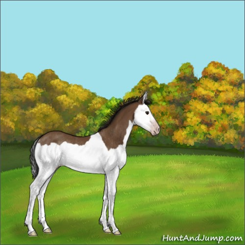 Horse Color:Gray Classic Champagne Splash Rabicano