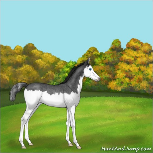 Horse Color:Gray Blue Roan Splash Rabicano 