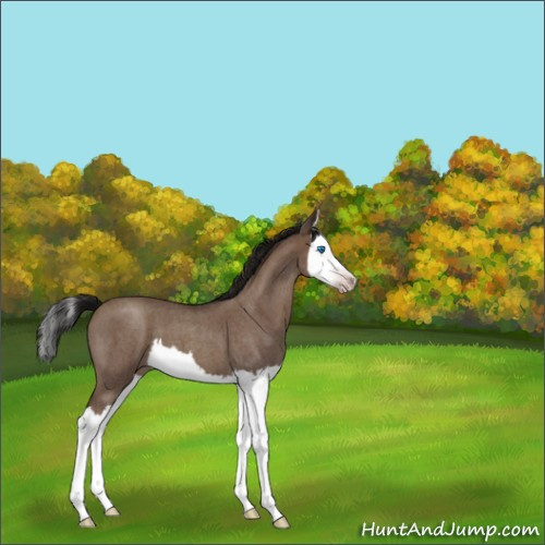 Horse Color:Gray Classic Champagne Roan Splash 