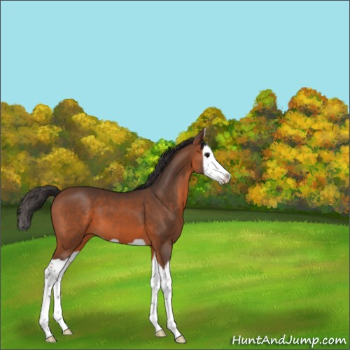 Horse Color:Bay Splash 