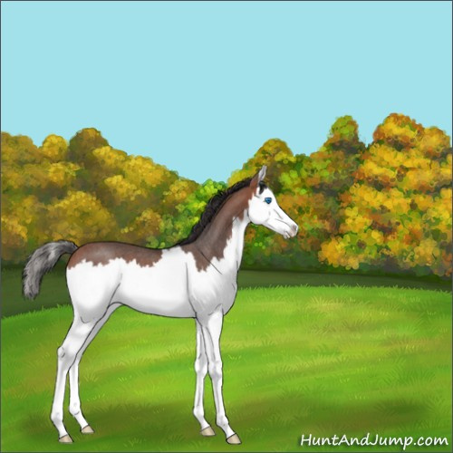 Horse Color:Bay Roan Splash 