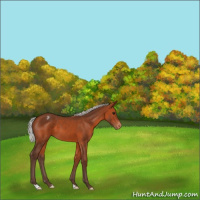 Horse Color:Silver Brown Appaloosa 