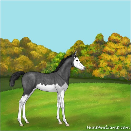 Horse Color:Gray Blue Roan Splash 