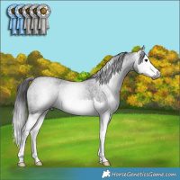 Horse Color:Gray Blue Roan Splash 